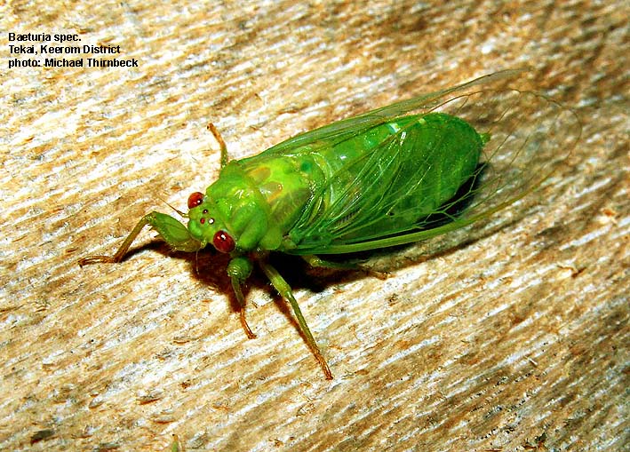 Papua Insects Foundation (Hemiptera/Cicadidae & Tibicinidae)